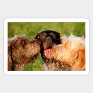 Spinone Kisses Sticker